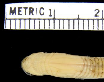 Media type: image; Herpetology R-182220